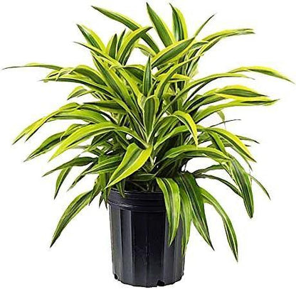 Dracaena Lemon Lime Mini - www.Greenie.ae Buy online Best and Healthy Plants and quality products guarantee in Dubai Plants Shop in Dubai Abu Dhabi all over UAE Plants near me Fresh Plants in Dubai where to buy plants in UAE - Greenie.ae