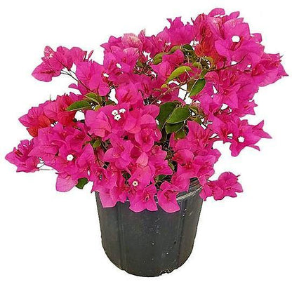 Great Bougainvillea, Bougainvillea Spectabilis - www.Greenie.ae Buy online Best and Healthy Plants and quality products guarantee in Dubai Plants Shop in Dubai Abu Dhabi all over UAE Plants near me Fresh Plants in Dubai where to buy plants in UAE - Greenie.ae