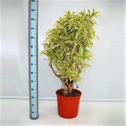 Dracaena Reflexa, Song of India, Pleomele - www.Greenie.ae Buy online Best and Healthy Plants and quality products guarantee in Dubai Plants Shop in Dubai Abu Dhabi all over UAE Plants near me Fresh Plants in Dubai where to buy plants in UAE - Greenie.ae