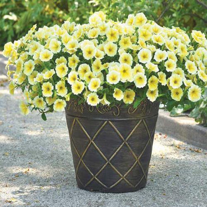 Petunia, Petunias (small) - www.Greenie.ae Buy online Best and Healthy Plants and quality products guarantee in Dubai Plants Shop in Dubai Abu Dhabi all over UAE Plants near me Fresh Plants in Dubai where to buy plants in UAE - Greenie.ae