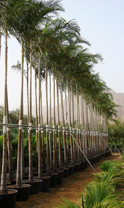 Carpentaria Palm, Carpentaria Acuminata - www.Greenie.ae Buy online Best and Healthy Plants and quality products guarantee in Dubai Plants Shop in Dubai Abu Dhabi all over UAE Plants near me Fresh Plants in Dubai where to buy plants in UAE - Greenie.ae