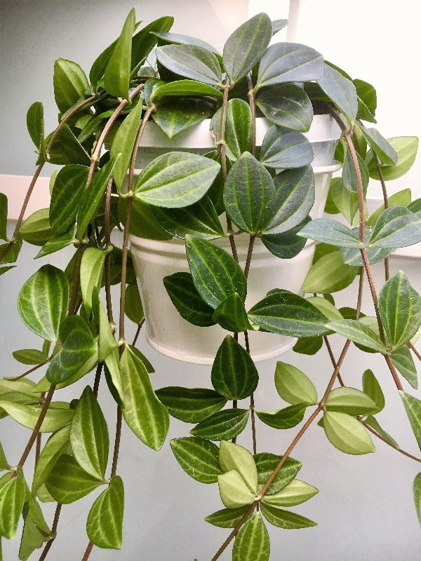 Green Leaf Peperomia , Peperomia Angulate - www.Greenie.ae Buy online Best and Healthy Plants and quality products guarantee in Dubai Plants Shop in Dubai Abu Dhabi all over UAE Plants near me Fresh Plants in Dubai where to buy plants in UAE - Greenie.ae