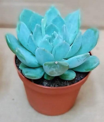 Echeveria succulent - www.Greenie.ae Buy online Best and Healthy Plants and quality products guarantee in Dubai Plants Shop in Dubai Abu Dhabi all over UAE Plants near me Fresh Plants in Dubai where to buy plants in UAE - Greenie.ae