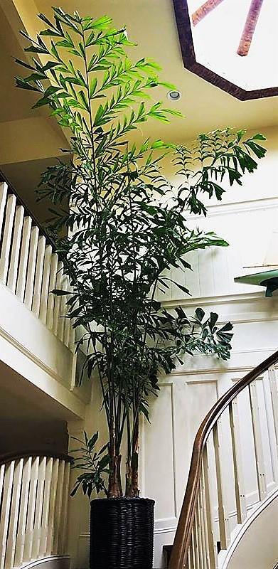 Fishtail Palm, Caryota Mitis - www.Greenie.ae Buy online Best and Healthy Plants and quality products guarantee in Dubai Plants Shop in Dubai Abu Dhabi all over UAE Plants near me Fresh Plants in Dubai where to buy plants in UAE - Greenie.ae