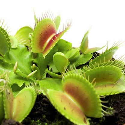 Venus Flytrap , Dionaea Muscipula - www.Greenie.ae Buy online Best and Healthy Plants and quality products guarantee in Dubai Plants Shop in Dubai Abu Dhabi all over UAE Plants near me Fresh Plants in Dubai where to buy plants in UAE - Greenie.ae