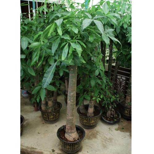 Pachira Aquatica, Money Tree - www.Greenie.ae Buy online Best and Healthy Plants and quality products guarantee in Dubai Plants Shop in Dubai Abu Dhabi all over UAE Plants near me Fresh Plants in Dubai where to buy plants in UAE - Greenie.ae