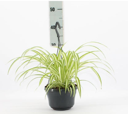 Variegated Spider Plant (Chlorophytum comosum ‘Variegatum’) - www.Greenie.ae Buy online Best and Healthy Plants and quality products guarantee in Dubai Plants Shop in Dubai Abu Dhabi all over UAE Plants near me Fresh Plants in Dubai where to buy plants in UAE - Greenie.ae