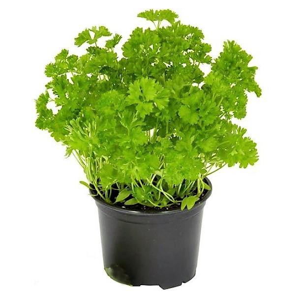 Parsley Plant - www.Greenie.ae Buy online Best and Healthy Plants and quality products guarantee in Dubai Plants Shop in Dubai Abu Dhabi all over UAE Plants near me Fresh Plants in Dubai where to buy plants in UAE - Greenie.ae