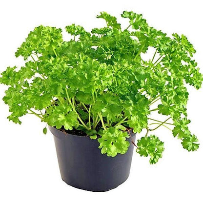 Parsley Plant - www.Greenie.ae Buy online Best and Healthy Plants and quality products guarantee in Dubai Plants Shop in Dubai Abu Dhabi all over UAE Plants near me Fresh Plants in Dubai where to buy plants in UAE - Greenie.ae