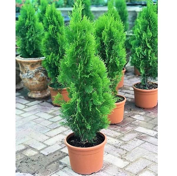 Thuja Orientalis - www.Greenie.ae Buy online Best and Healthy Plants and quality products guarantee in Dubai Plants Shop in Dubai Abu Dhabi all over UAE Plants near me Fresh Plants in Dubai where to buy plants in UAE - Greenie.ae