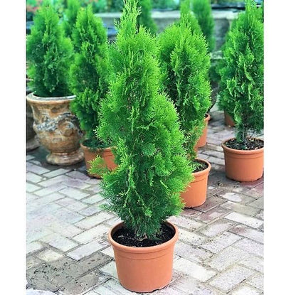 Thuja Orientalis - www.Greenie.ae Buy online Best and Healthy Plants and quality products guarantee in Dubai Plants Shop in Dubai Abu Dhabi all over UAE Plants near me Fresh Plants in Dubai where to buy plants in UAE - Greenie.ae