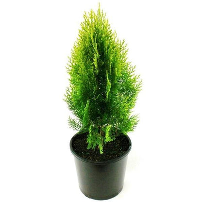 Thuja Orientalis - www.Greenie.ae Buy online Best and Healthy Plants and quality products guarantee in Dubai Plants Shop in Dubai Abu Dhabi all over UAE Plants near me Fresh Plants in Dubai where to buy plants in UAE - Greenie.ae