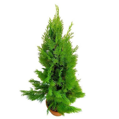 Thuja Orientalis - www.Greenie.ae Buy online Best and Healthy Plants and quality products guarantee in Dubai Plants Shop in Dubai Abu Dhabi all over UAE Plants near me Fresh Plants in Dubai where to buy plants in UAE - Greenie.ae