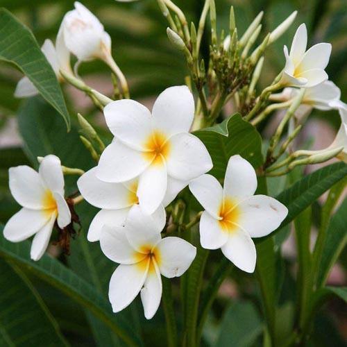 Plumeria Obtusa, Frangipani, The Temple Tree - www.Greenie.ae Buy online Best and Healthy Plants and quality products guarantee in Dubai Plants Shop in Dubai Abu Dhabi all over UAE Plants near me Fresh Plants in Dubai where to buy plants in UAE - Greenie.ae