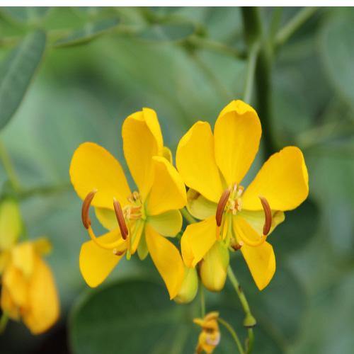 Cassia Surattensis, Scrambled Egg Plant - www.Greenie.ae Buy online Best and Healthy Plants and quality products guarantee in Dubai Plants Shop in Dubai Abu Dhabi all over UAE Plants near me Fresh Plants in Dubai where to buy plants in UAE - Greenie.ae