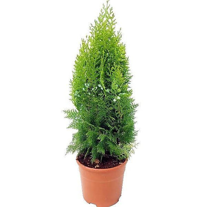 Thuja Orientalis - www.Greenie.ae Buy online Best and Healthy Plants and quality products guarantee in Dubai Plants Shop in Dubai Abu Dhabi all over UAE Plants near me Fresh Plants in Dubai where to buy plants in UAE - Greenie.ae