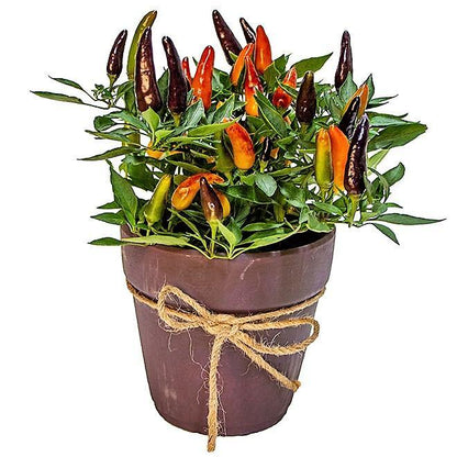 Ornamental Pepper Plant - www.Greenie.ae Buy online Best and Healthy Plants and quality products guarantee in Dubai Plants Shop in Dubai Abu Dhabi all over UAE Plants near me Fresh Plants in Dubai where to buy plants in UAE - Greenie.ae