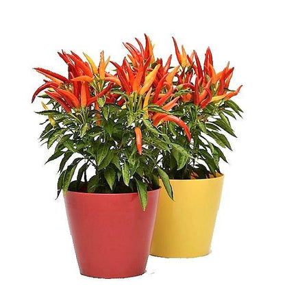 Ornamental Pepper Plant - www.Greenie.ae Buy online Best and Healthy Plants and quality products guarantee in Dubai Plants Shop in Dubai Abu Dhabi all over UAE Plants near me Fresh Plants in Dubai where to buy plants in UAE - Greenie.ae