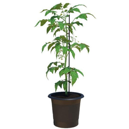 Tomato Plant - www.Greenie.ae Buy online Best and Healthy Plants and quality products guarantee in Dubai Plants Shop in Dubai Abu Dhabi all over UAE Plants near me Fresh Plants in Dubai where to buy plants in UAE - Greenie.ae