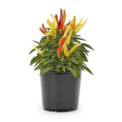 Ornamental Pepper Plant - www.Greenie.ae Buy online Best and Healthy Plants and quality products guarantee in Dubai Plants Shop in Dubai Abu Dhabi all over UAE Plants near me Fresh Plants in Dubai where to buy plants in UAE - Greenie.ae