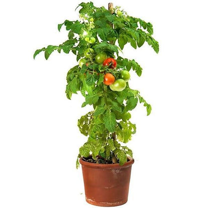 Tomato Plant - www.Greenie.ae Buy online Best and Healthy Plants and quality products guarantee in Dubai Plants Shop in Dubai Abu Dhabi all over UAE Plants near me Fresh Plants in Dubai where to buy plants in UAE - Greenie.ae