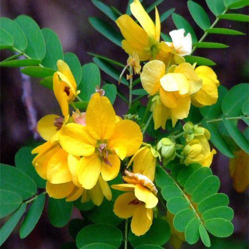 Cassia Surattensis, Scrambled Egg Plant - www.Greenie.ae Buy online Best and Healthy Plants and quality products guarantee in Dubai Plants Shop in Dubai Abu Dhabi all over UAE Plants near me Fresh Plants in Dubai where to buy plants in UAE - Greenie.ae