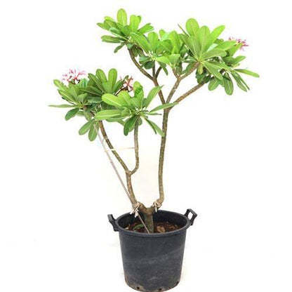 Plumeria Obtusa, Frangipani, The Temple Tree - www.Greenie.ae Buy online Best and Healthy Plants and quality products guarantee in Dubai Plants Shop in Dubai Abu Dhabi all over UAE Plants near me Fresh Plants in Dubai where to buy plants in UAE - Greenie.ae