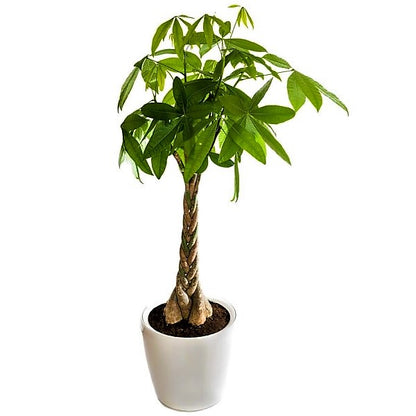 Pachira Aquatica, Money Tree (Twisted Trunk) - www.Greenie.ae Buy online Best and Healthy Plants and quality products guarantee in Dubai Plants Shop in Dubai Abu Dhabi all over UAE Plants near me Fresh Plants in Dubai where to buy plants in UAE - Greenie.ae