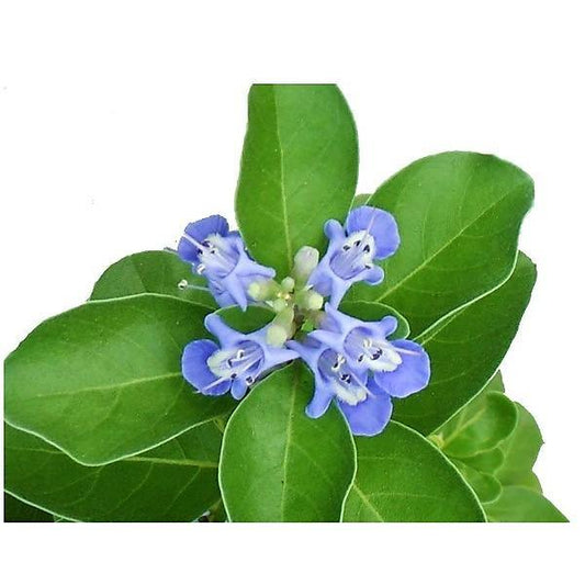 Vitex Rotundifolia, Beach Vitex - www.Greenie.ae Buy online Best and Healthy Plants and quality products guarantee in Dubai Plants Shop in Dubai Abu Dhabi all over UAE Plants near me Fresh Plants in Dubai where to buy plants in UAE - Greenie.ae