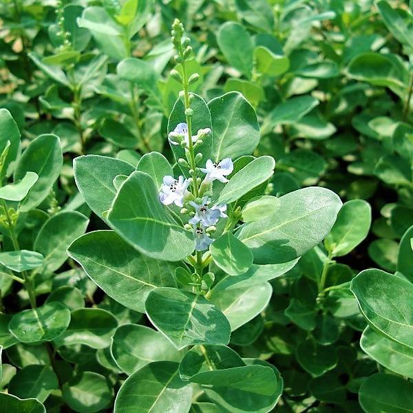 Vitex Rotundifolia, Beach Vitex - www.Greenie.ae Buy online Best and Healthy Plants and quality products guarantee in Dubai Plants Shop in Dubai Abu Dhabi all over UAE Plants near me Fresh Plants in Dubai where to buy plants in UAE - Greenie.ae