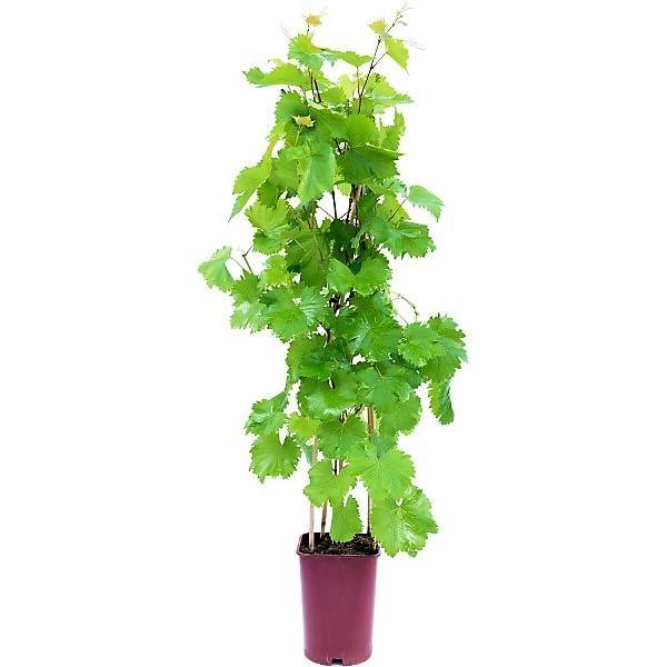 Grapes Vine, Vitis Vinifera, العنب فاين - www.Greenie.ae Buy online Best and Healthy Plants and quality products guarantee in Dubai Plants Shop in Dubai Abu Dhabi all over UAE Plants near me Fresh Plants in Dubai where to buy plants in UAE - Greenie.ae