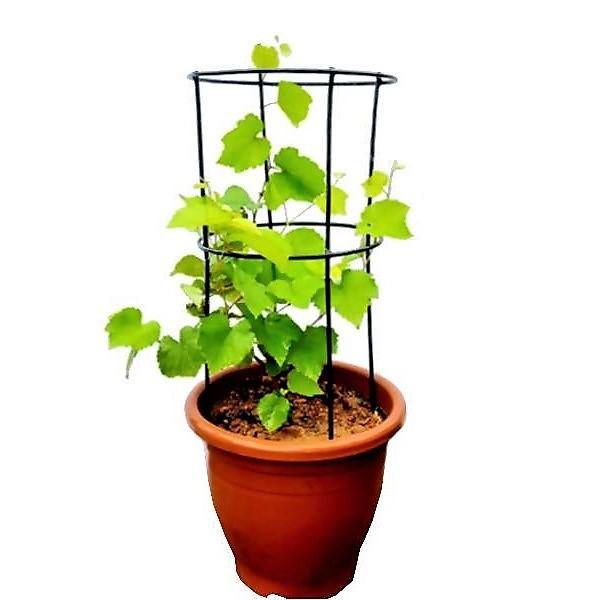 Grapes Vine, Vitis Vinifera, العنب فاين - www.Greenie.ae Buy online Best and Healthy Plants and quality products guarantee in Dubai Plants Shop in Dubai Abu Dhabi all over UAE Plants near me Fresh Plants in Dubai where to buy plants in UAE - Greenie.ae