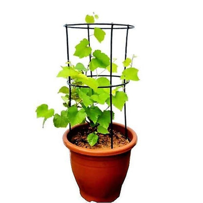 Grapes Vine, Vitis Vinifera, العنب فاين - www.Greenie.ae Buy online Best and Healthy Plants and quality products guarantee in Dubai Plants Shop in Dubai Abu Dhabi all over UAE Plants near me Fresh Plants in Dubai where to buy plants in UAE - Greenie.ae