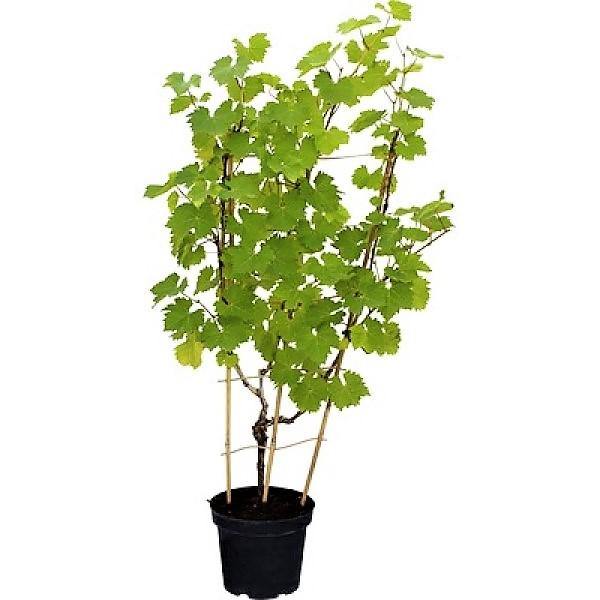 Grapes Vine, Vitis Vinifera, العنب فاين - www.Greenie.ae Buy online Best and Healthy Plants and quality products guarantee in Dubai Plants Shop in Dubai Abu Dhabi all over UAE Plants near me Fresh Plants in Dubai where to buy plants in UAE - Greenie.ae