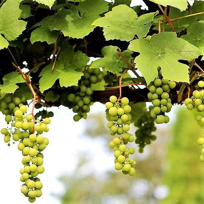 Grapes Vine, Vitis Vinifera, العنب فاين - www.Greenie.ae Buy online Best and Healthy Plants and quality products guarantee in Dubai Plants Shop in Dubai Abu Dhabi all over UAE Plants near me Fresh Plants in Dubai where to buy plants in UAE - Greenie.ae