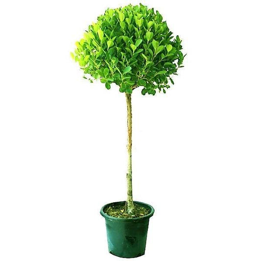 Ficus Diversifolia Single Head - www.Greenie.ae Buy online Best and Healthy Plants and quality products guarantee in Dubai Plants Shop in Dubai Abu Dhabi all over UAE Plants near me Fresh Plants in Dubai where to buy plants in UAE - Greenie.ae