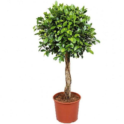 Ficus Diversifolia Rounded - www.Greenie.ae Buy online Best and Healthy Plants and quality products guarantee in Dubai Plants Shop in Dubai Abu Dhabi all over UAE Plants near me Fresh Plants in Dubai where to buy plants in UAE - Greenie.ae