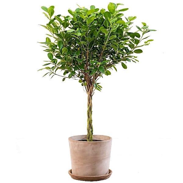 Ficus diversifolia twisted trunk topiary - www.Greenie.ae Buy online Best and Healthy Plants and quality products guarantee in Dubai Plants Shop in Dubai Abu Dhabi all over UAE Plants near me Fresh Plants in Dubai where to buy plants in UAE - Greenie.ae