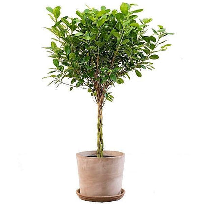 Ficus diversifolia twisted trunk topiary - www.Greenie.ae Buy online Best and Healthy Plants and quality products guarantee in Dubai Plants Shop in Dubai Abu Dhabi all over UAE Plants near me Fresh Plants in Dubai where to buy plants in UAE - Greenie.ae