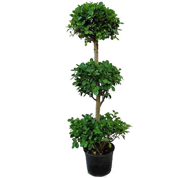 Ficus Diversifolia Three Heads - www.Greenie.ae Buy online Best and Healthy Plants and quality products guarantee in Dubai Plants Shop in Dubai Abu Dhabi all over UAE Plants near me Fresh Plants in Dubai where to buy plants in UAE - Greenie.ae