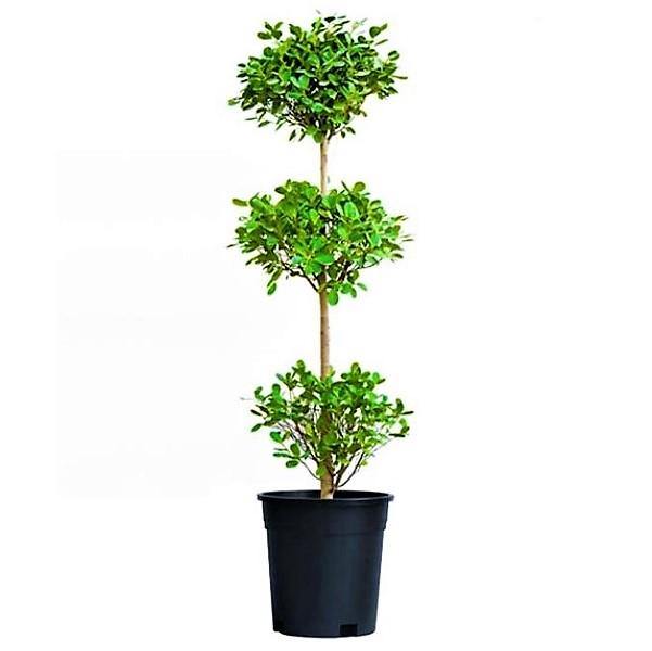 Ficus Diversifolia Three Heads - www.Greenie.ae Buy online Best and Healthy Plants and quality products guarantee in Dubai Plants Shop in Dubai Abu Dhabi all over UAE Plants near me Fresh Plants in Dubai where to buy plants in UAE - Greenie.ae