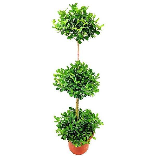 Ficus Diversifolia Three Heads - www.Greenie.ae Buy online Best and Healthy Plants and quality products guarantee in Dubai Plants Shop in Dubai Abu Dhabi all over UAE Plants near me Fresh Plants in Dubai where to buy plants in UAE - Greenie.ae