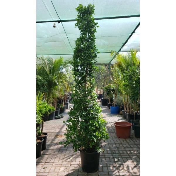 Ficus Diversifolia Cone Shape - www.Greenie.ae Buy online Best and Healthy Plants and quality products guarantee in Dubai Plants Shop in Dubai Abu Dhabi all over UAE Plants near me Fresh Plants in Dubai where to buy plants in UAE - Greenie.ae