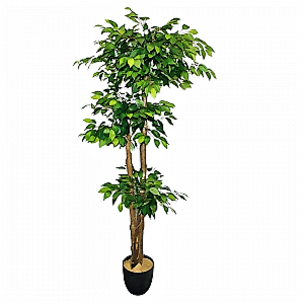 Ficus Multi Head - www.Greenie.ae Buy online Best and Healthy Plants and quality products guarantee in Dubai Plants Shop in Dubai Abu Dhabi all over UAE Plants near me Fresh Plants in Dubai where to buy plants in UAE - Greenie.ae