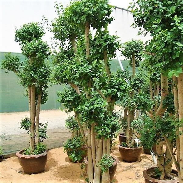 Ficus Multi Head - www.Greenie.ae Buy online Best and Healthy Plants and quality products guarantee in Dubai Plants Shop in Dubai Abu Dhabi all over UAE Plants near me Fresh Plants in Dubai where to buy plants in UAE - Greenie.ae