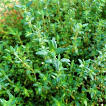 Zaatar Herb Thyme - www.Greenie.ae Buy online Best and Healthy Plants and quality products guarantee in Dubai Plants Shop in Dubai Abu Dhabi all over UAE Plants near me Fresh Plants in Dubai where to buy plants in UAE - Greenie.ae