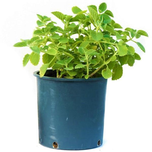 Zaatar Herb Thyme - www.Greenie.ae Buy online Best and Healthy Plants and quality products guarantee in Dubai Plants Shop in Dubai Abu Dhabi all over UAE Plants near me Fresh Plants in Dubai where to buy plants in UAE - Greenie.ae