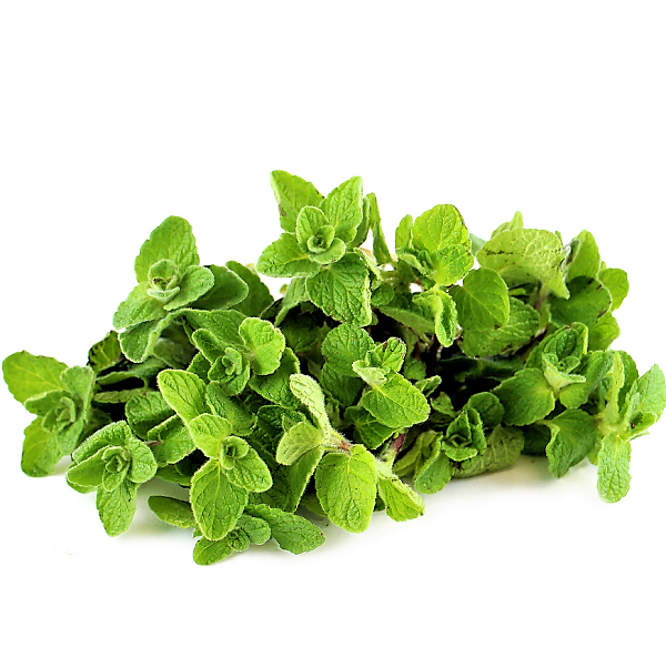 Zaatar Herb Thyme - www.Greenie.ae Buy online Best and Healthy Plants and quality products guarantee in Dubai Plants Shop in Dubai Abu Dhabi all over UAE Plants near me Fresh Plants in Dubai where to buy plants in UAE - Greenie.ae