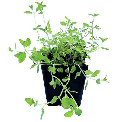 Zaatar Herb Thyme - www.Greenie.ae Buy online Best and Healthy Plants and quality products guarantee in Dubai Plants Shop in Dubai Abu Dhabi all over UAE Plants near me Fresh Plants in Dubai where to buy plants in UAE - Greenie.ae