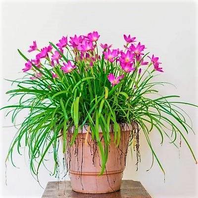 Rain Lily, Zephyr Lily, Zephyranthes Grandiflora, Lilly - www.Greenie.ae Buy online Best and Healthy Plants and quality products guarantee in Dubai Plants Shop in Dubai Abu Dhabi all over UAE Plants near me Fresh Plants in Dubai where to buy plants in UAE - Greenie.ae